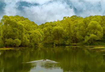 Fototapeta premium Beautiful kind of lake in a wood