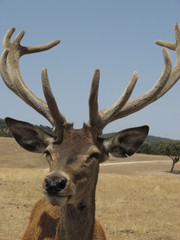 cerf