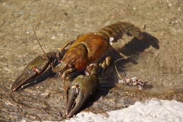 Lobster © Jakob Jeske