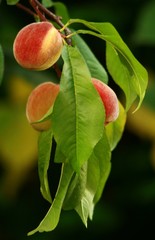 Peaches in the orchard