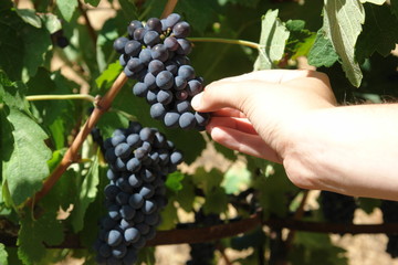 grape picking