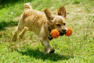 dog running with toy