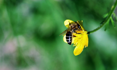 bee on a flower