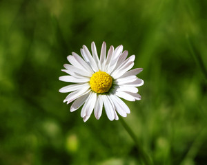 Fototapeta premium white daisy