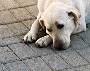 dog labrador