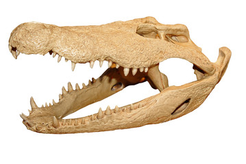 Alligator skull