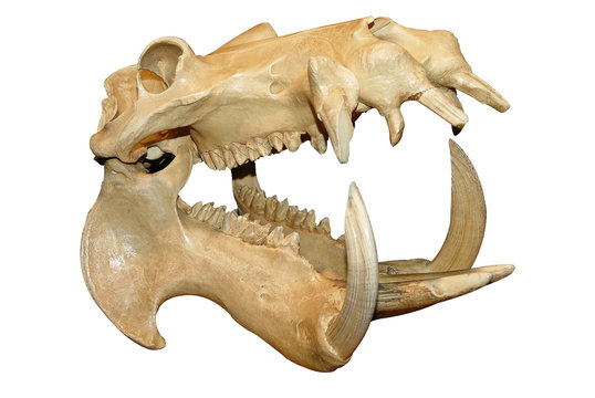 Hippopotamus skull