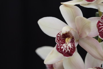 Fototapeta na wymiar Orchidea Cymbidium