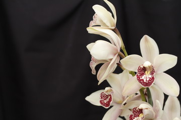 Orchid cymbidium