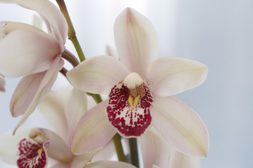 Orchid cymbidium