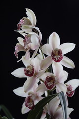 Orchid cymbidium