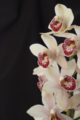 Orchid cymbidium