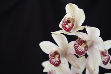 Orchid cymbidium