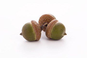acorns
