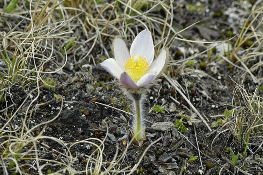 an&eacute;mone pulsatile
