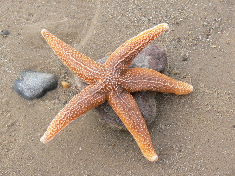 Star fish
