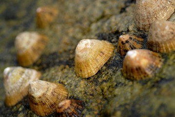 coquillage