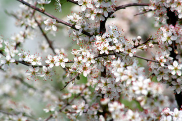 Cherry blossoms in full bloom