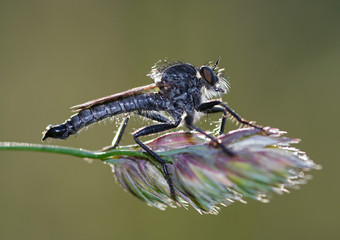 pirate fly