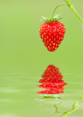 Wild strawberry