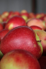 Braeburn apples freshly picked
