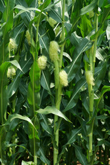 Fototapeta premium Corn on the stalk