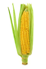 corn cob