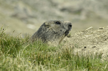 marmotte