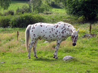 Tigered horse 2 - 4043831