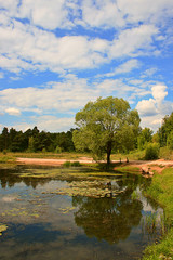 Obraz premium landscape with reflections tree and clouds in lake water