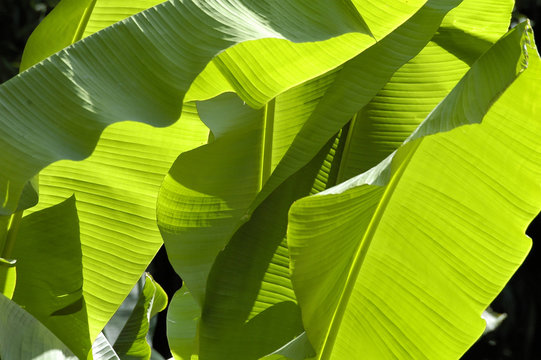 Fototapeta feuille de bananier