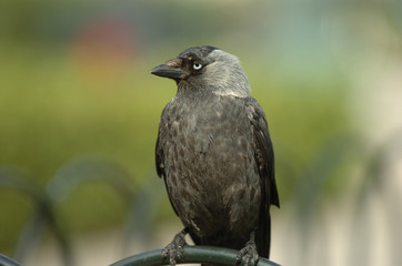 bird