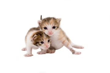 two striped kittens (3 weeks), isolated