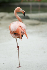 Kubanischer Flamingo