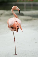 Stoff pro Meter Flamingo Kubanischer Flamingo
