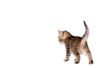 walking striped kitten, rear view
