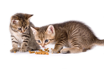 two eating kittens