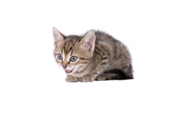striped kitten lying down, isolated
