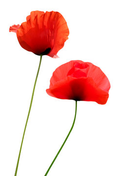 two poppies isolated on white