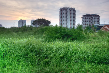 Obraz premium High grass and buildings HDR