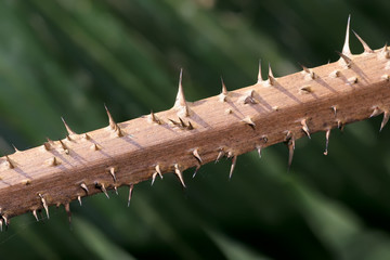 thorns on a tropical blackberry stem