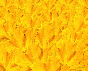 Autumn maple leaf background