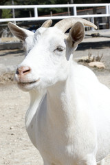 chèvre