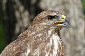 Obraz premium Common Buzzard Portrait