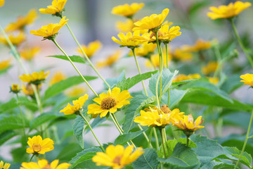 Garden Teeming with Yellow Daisies