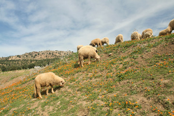 Fototapeta premium Lambs in calendulas meadow
