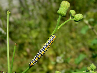 Big caterpillar on a stalk