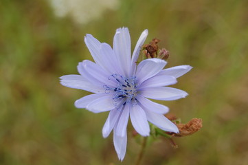 Fototapeta premium purete douceur