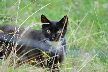 chat dans les prés