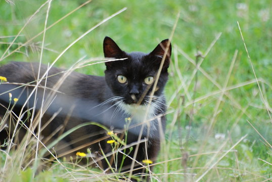 chat dans les pr&eacute;s